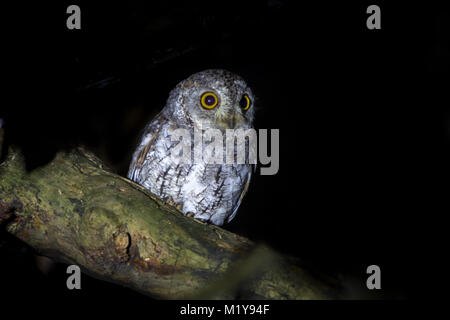 Belle Oriental Scops Owl , Thaïlande Banque D'Images