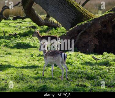 Le daim, (Douma Douma) par un arbre de chêne français pourrait tombé dans la chaude lumière d'un matin de printemps dans la région de Deer Park de Powderham, South Devon, Royaume-Uni. Avril, 2016 Banque D'Images
