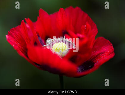 Fleur de pavot oriental rouge taché de noir hérissé de pétales et d'un vert foncé et noir fond macro close up Banque D'Images