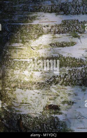 Close Up Extrait de l'écorce de la pâle papyracée arbre bouleau verruqueux (Betula pendula). Buisson pouvant atteindre 12-15 pieds forestiers indigènes. Exeter, Devon, UK. Banque D'Images