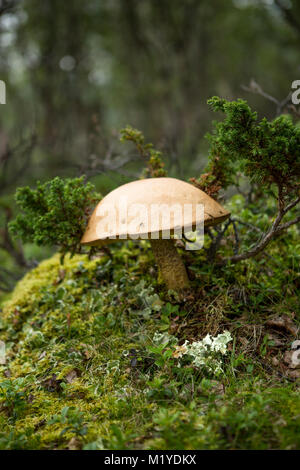 La culture des champignons dans la forêt. Banque D'Images