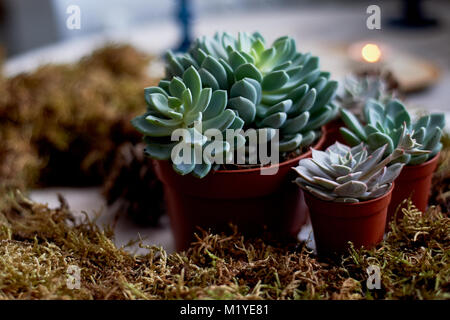 Les plantes succulentes dans la mousse.oreiller Soft. Le concept de vert, nature, la fraîcheur Banque D'Images