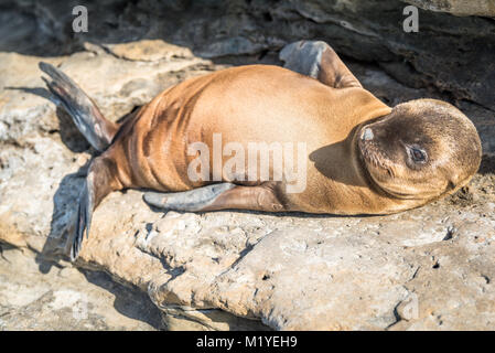 Pup Lion de mer sur les rochers au soleil Banque D'Images