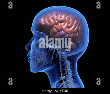 Cerveau humain sur fond noir. 3D illustration Banque D'Images
