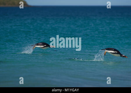 Manchots Papous (Pygoscelis papua) nager dans la mer au large de la côte de l'île sombre dans les îles Falkland. Banque D'Images