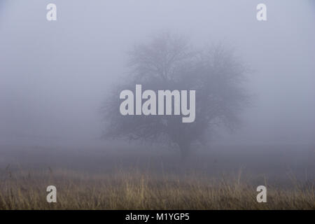 La silhouette d'un arbre à feuilles caduques dans un champ sous très temps brumeux Banque D'Images