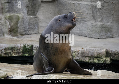 Grand, homme, lion de mer d'Amérique du sud au Zoo de Vienne Banque D'Images