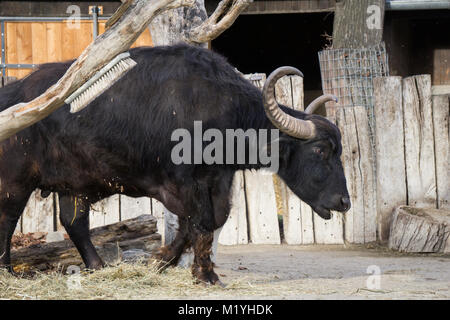 Grande indian water buffalo se nourrit de foin Banque D'Images