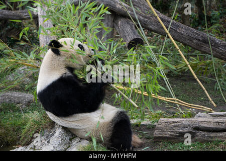 Grignotage Panda sur une branche de bambou au zoo de Vienne Banque D'Images