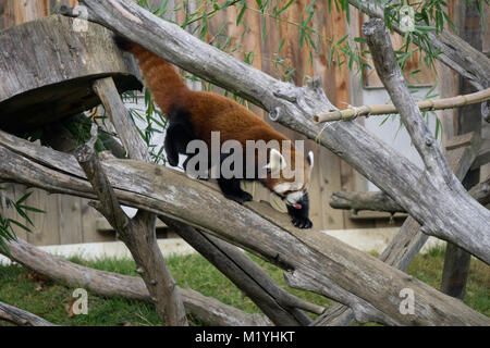 Le panda rouge collage hors de sa langue alors qu'il descend un tronc d'arbre mort au zoo Banque D'Images