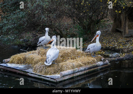 Trois pélicans reposant sur des balles de foin au zoo Banque D'Images