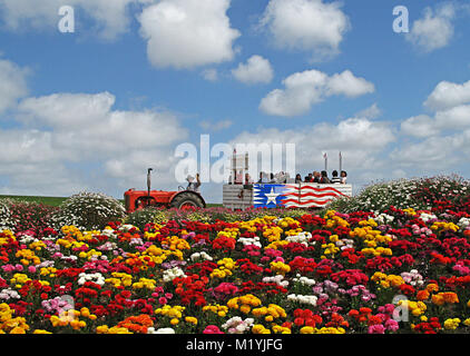 Champs de fleurs en fleurs Carlsbad Californie Banque D'Images