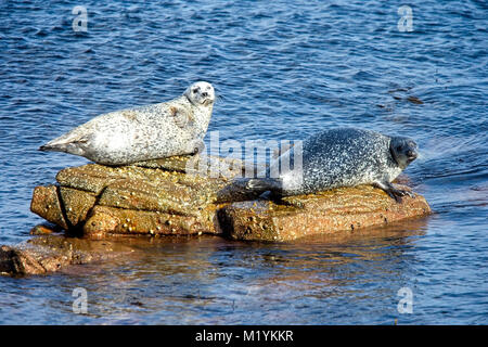 Ou du Phoque commun (Phoca vitulina), deux au soleil sur des rochers, Shetland, Scotland, UK. Banque D'Images