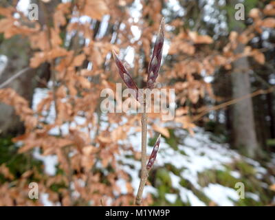 Close-up de hêtre ou hêtre commun twig et les bourgeons en hiver, (Fagus sylvatica) Banque D'Images