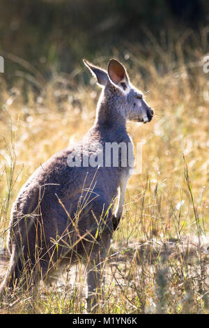 Un kangourou rouge (Macropus rufus) avec le dos tourné, regarde quelque chose dans la distance Banque D'Images