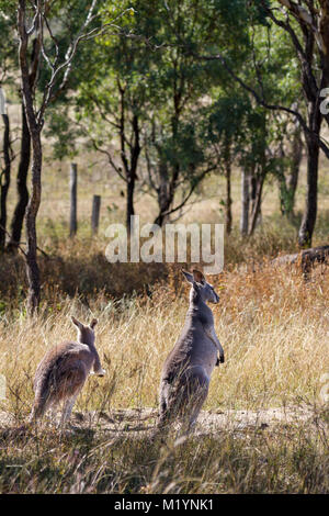Deux kangourous (Macropus rufus) avec les marques noires et blanches sur leurs visages - la marque d'un kangourou rouge. Les deux sont debout sur un chemin dans la Banque D'Images