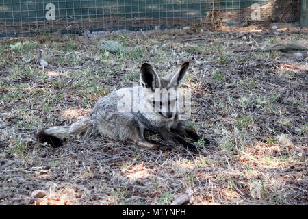 Bat eared fox Banque D'Images