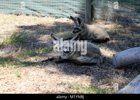 Bat eared fox Banque D'Images