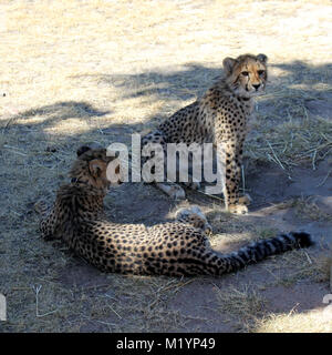 Cheetah cub ou puppy playing Banque D'Images