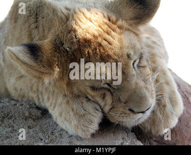 Lion cub ou chiot dormir close up Banque D'Images