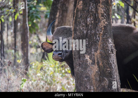 Bison indien ou Gaur, Bos saurien, oeil de derrière un arbre en Bandhavgarh National Park, Madhya Pradesh, Inde Banque D'Images