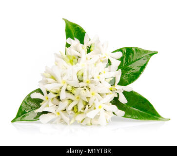 De belles fleurs de jasmin isolé sur fond blanc Banque D'Images