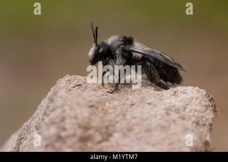 L'exploitation minière cendré (abeille Andrena cineraria) perché sur un morceau de grès. Cahir, Tipperary, Irlande. Banque D'Images