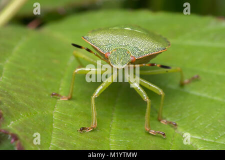 Vue frontale d'un adulte vert commun Shieldbug (Palomena prasina) reposant sur une feuille de mûrier. Cahir, Tipperary, Irlande. Banque D'Images