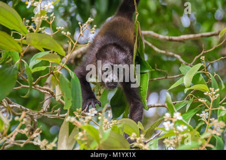 Manteau juvénile(Alouatta palliata hurleurs), ou singe à mante dorée de pont entre succursales dans Parc National de Tortuguero, Costa Rica. Banque D'Images