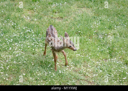 Un petit faon gambols Blacktail deer repéré à travers une pelouse, envahie par la parsemé de marguerites à la fin du printemps (Colombie-Britannique). Banque D'Images