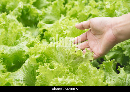 Part avec des légumes verts frais et de texture de fond. Banque D'Images