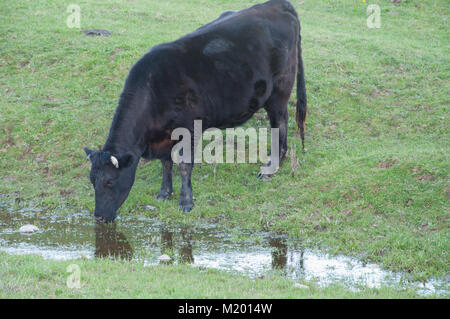 L'eau potable à la vache laitière noire Banque D'Images