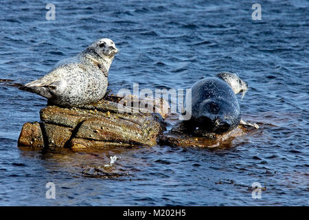 Ou du Phoque commun (Phoca vitulina), deux au soleil sur des rochers, Shetland, Scotland, UK. Banque D'Images