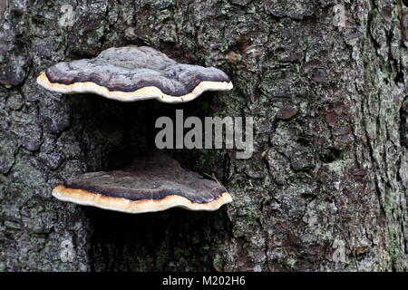 Ceinture rouge conk, Fomitopsis pinicola, un champignon de carie de la tige Banque D'Images