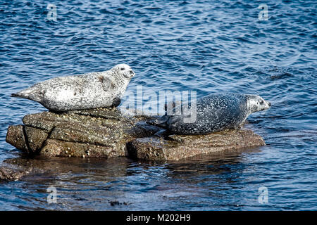 Ou du Phoque commun (Phoca vitulina), deux au soleil sur des rochers, Shetland, Scotland, UK. Banque D'Images