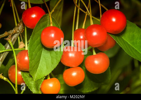 Sur une branche d'arbre entre les feuilles vertes pendaison beaucoup de cerises mûres. Banque D'Images