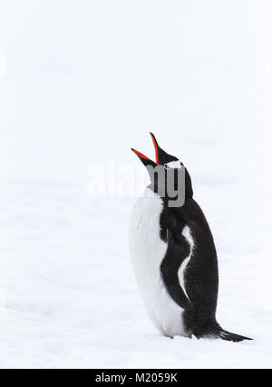 Gentoo pingouin de l'Antarctique Banque D'Images