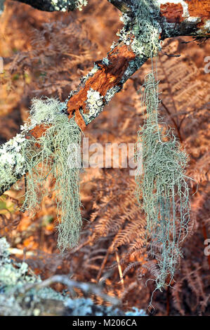 Old Man's Beard Lichen dans le parc national New Forest, Hampshire, Angleterre Banque D'Images