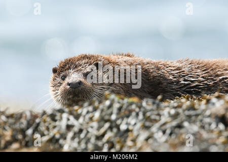 Une magnifique loutre (Lutra lutra) gisant sur le rivage sur l'île de Mull, en Ecosse après la pêche dans la mer. Banque D'Images