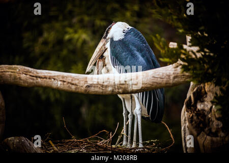 Flamant rose (Phoenicopterus ruber Crumenifer marabout africain, couple, Close up Banque D'Images