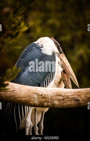 Flamant rose (Phoenicopterus ruber Crumenifer marabout africain, couple, Close up Banque D'Images