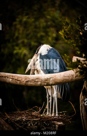 Flamant rose (Phoenicopterus ruber Crumenifer marabout africain, couple, Close up Banque D'Images