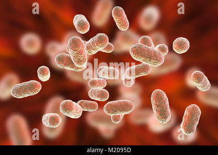 Porphyromonas gingivalis bactérie orale,ordinateur illustration.P.gingivalis (anciennement connu sous le nom de Bacteroides gingivalis) fait partie de la flore normale de la bouche, l'intestin et tractus urogénital.C'est une forme de bâtonnet Gram-négatif, anaérobie,trouvés dans les lésions parodontales et associés à des profils maladies parodontales tels que : la gingivite (maladie des gencives), les infections parodontales gingivite ulcéro,et la bouche des abcès.Environ 70 à 90  % des jeunes adultes et plus âgés ont associé Porphyromonas gingivalis gingivite,un processus inflammatoire et un possible précurseur de la parodontopathie adultes Banque D'Images