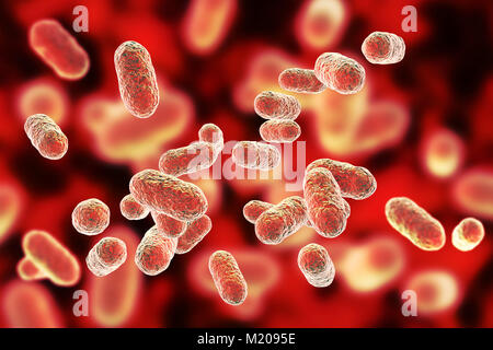 Porphyromonas gingivalis bactérie orale,ordinateur illustration.P.gingivalis (anciennement connu sous le nom de Bacteroides gingivalis) fait partie de la flore normale de la bouche, l'intestin et tractus urogénital.C'est une forme de bâtonnet Gram-négatif, anaérobie,trouvés dans les lésions parodontales et associés à des profils maladies parodontales tels que : la gingivite (maladie des gencives), les infections parodontales gingivite ulcéro,et la bouche des abcès.Environ 70 à 90  % des jeunes adultes et plus âgés ont associé Porphyromonas gingivalis gingivite,un processus inflammatoire et un possible précurseur de la parodontopathie adultes Banque D'Images