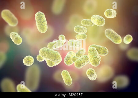 Porphyromonas gingivalis bactérie orale,ordinateur illustration.P.gingivalis (anciennement connu sous le nom de Bacteroides gingivalis) fait partie de la flore normale de la bouche, l'intestin et tractus urogénital.C'est une forme de bâtonnet Gram-négatif, anaérobie,trouvés dans les lésions parodontales et associés à des profils maladies parodontales tels que : la gingivite (maladie des gencives), les infections parodontales gingivite ulcéro,et la bouche des abcès.Environ 70 à 90  % des jeunes adultes et plus âgés ont associé Porphyromonas gingivalis gingivite,un processus inflammatoire et un possible précurseur de la parodontopathie adultes Banque D'Images