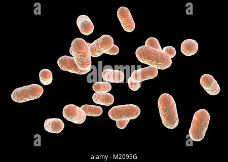 Porphyromonas gingivalis bactérie orale,ordinateur illustration.P.gingivalis (anciennement connu sous le nom de Bacteroides gingivalis) fait partie de la flore normale de la bouche, l'intestin et tractus urogénital.C'est une forme de bâtonnet Gram-négatif, anaérobie,trouvés dans les lésions parodontales et associés à des profils maladies parodontales tels que : la gingivite (maladie des gencives), les infections parodontales gingivite ulcéro,et la bouche des abcès.Environ 70 à 90  % des jeunes adultes et plus âgés ont associé Porphyromonas gingivalis gingivite,un processus inflammatoire et un possible précurseur de la parodontopathie adultes Banque D'Images