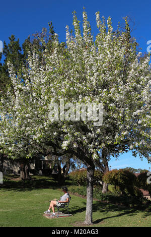 Femme assise sur un banc à l'extérieur sous un beau blanc Floraison du poirier d'ornement dans un jardin au soleil,avec de l'herbe bien verte, ciel bleu,reposant. Banque D'Images