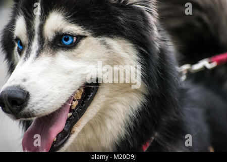 Alaskan Husky Banque D'Images