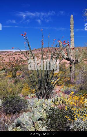 Apache Junction en Arizona est magnifique au printemps-surprises avec des algues, de la faune, et d'incroyables randonnées dans les Superstitions Banque D'Images