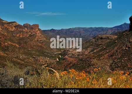 Apache Junction en Arizona est magnifique au printemps-surprises avec des algues, de la faune, et d'incroyables randonnées dans les Superstitions Banque D'Images